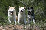 AKITA INU 373